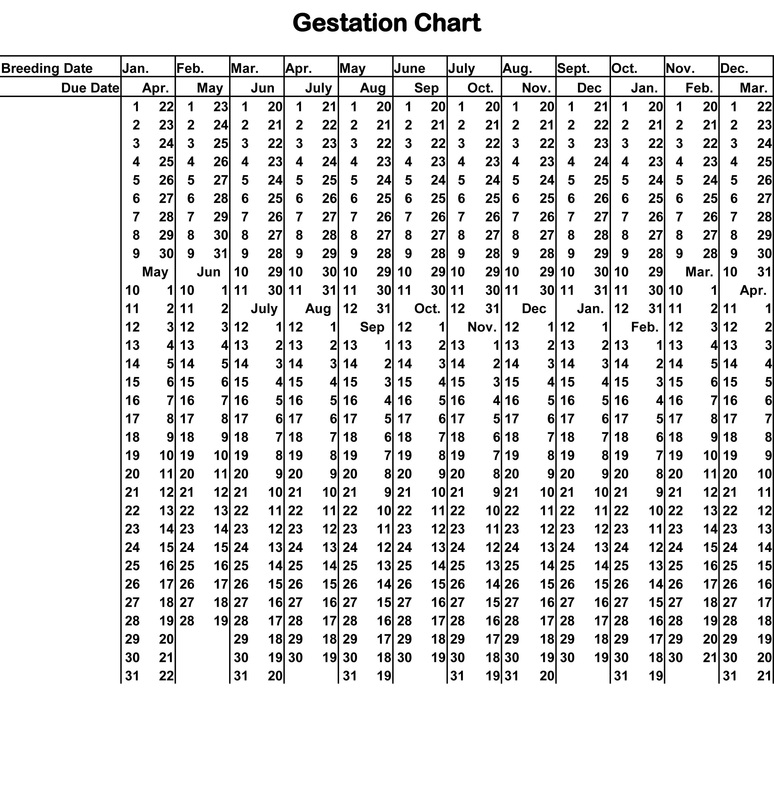 Chinchilla Gestation Chart